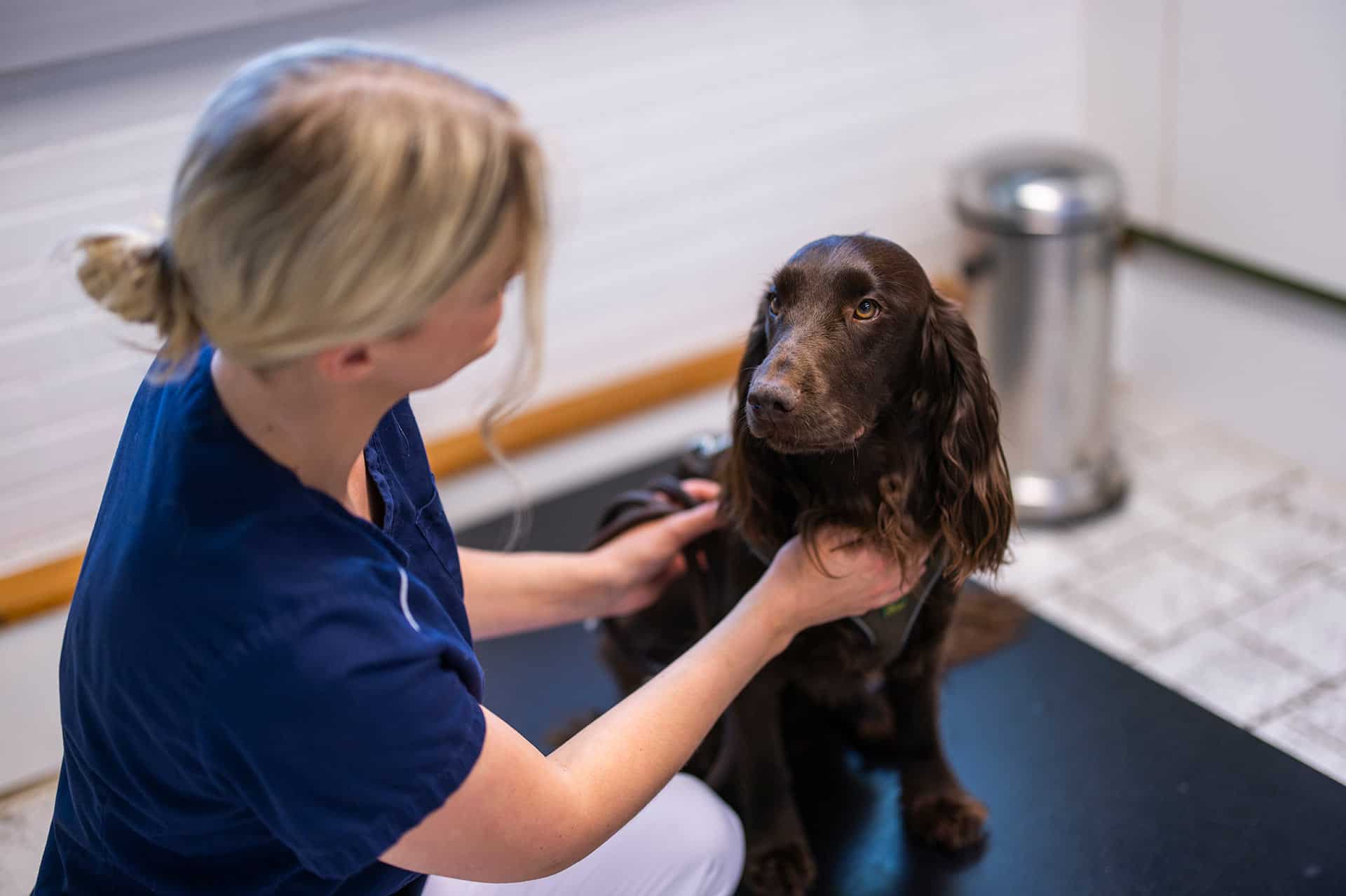 Hund til behandling på moderne dyreklinik i Greve