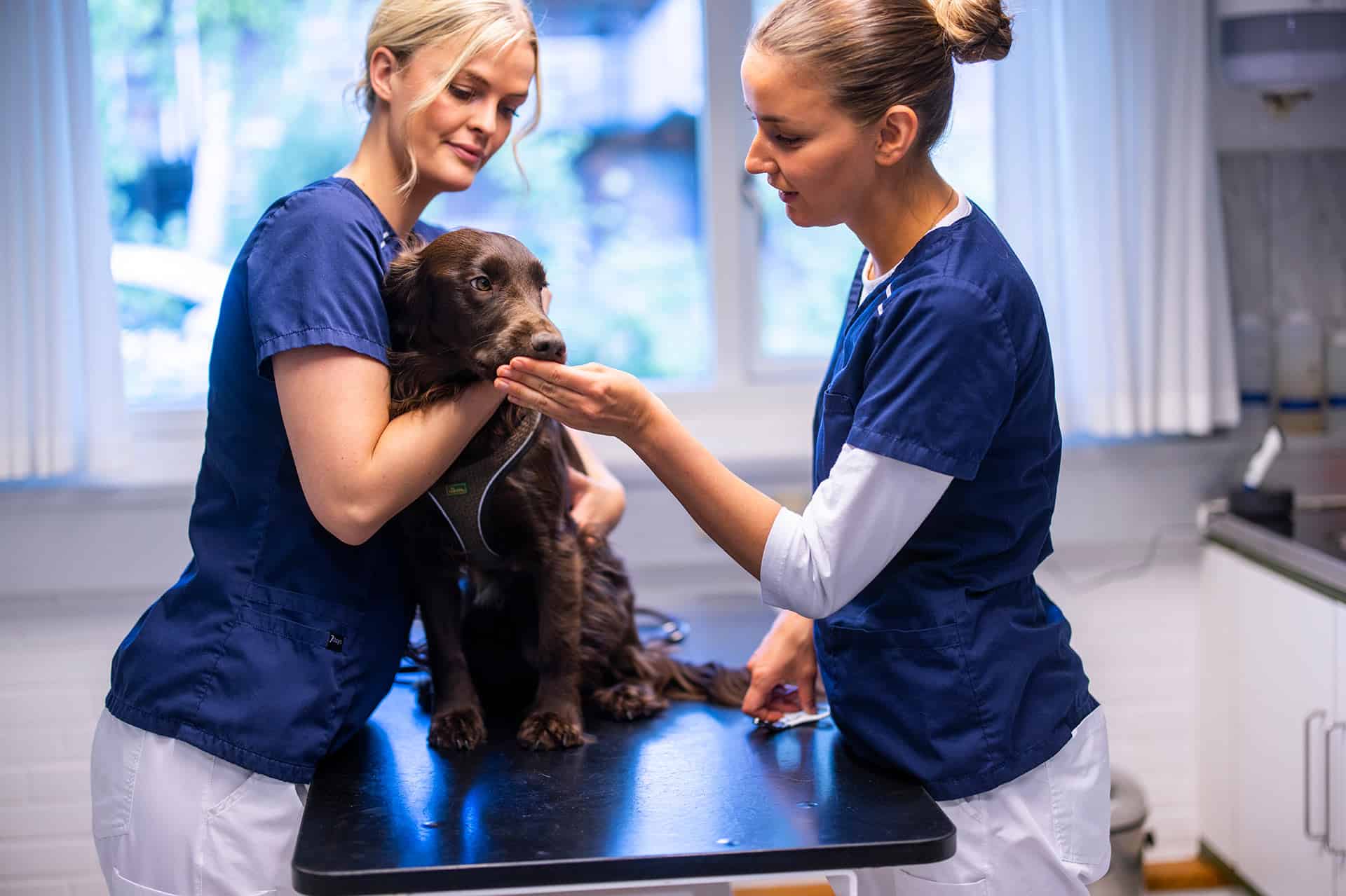 Greve Dyrehospital er specialister i behandling af hunde