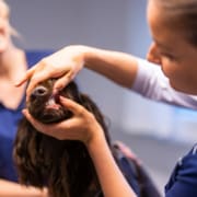 Tandtjek af din hund på dyreklinik i Greve