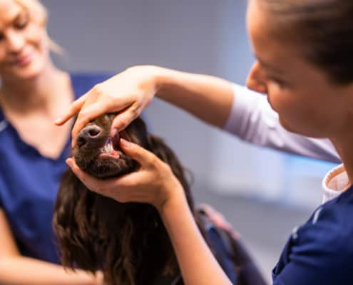 Tandtjek af din hund på dyreklinik i Greve