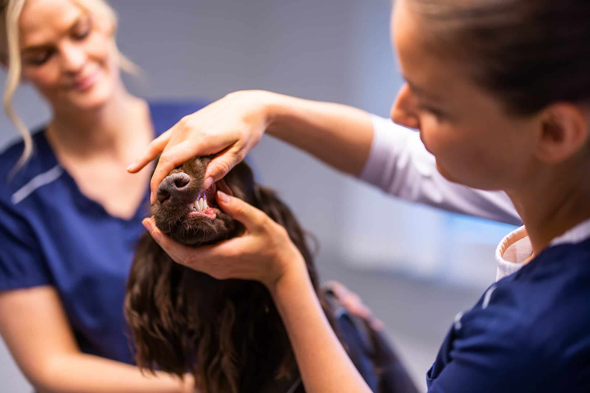 Tandtjek af din hund på dyreklinik i Greve