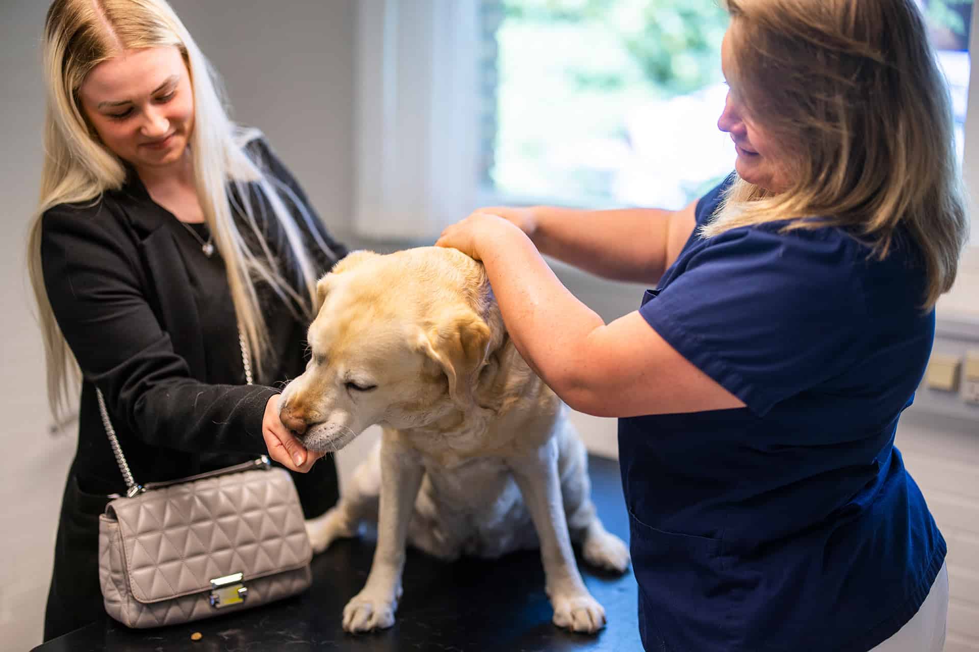 Hund får godbid på Greve Dyrehospital