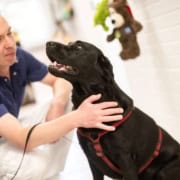 Glad hund til behandling på Greve Dyrehospital