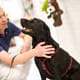 Glad hund til behandling på Greve Dyrehospital