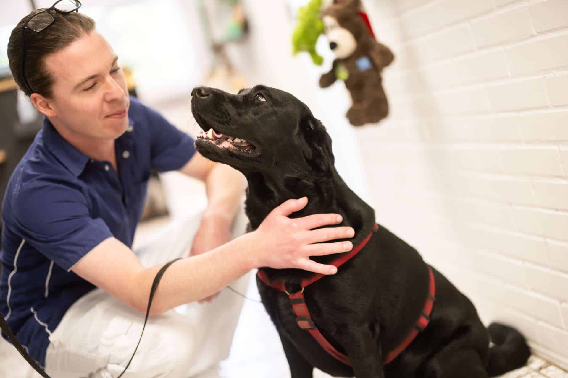 Glad hund til behandling på Greve Dyrehospital