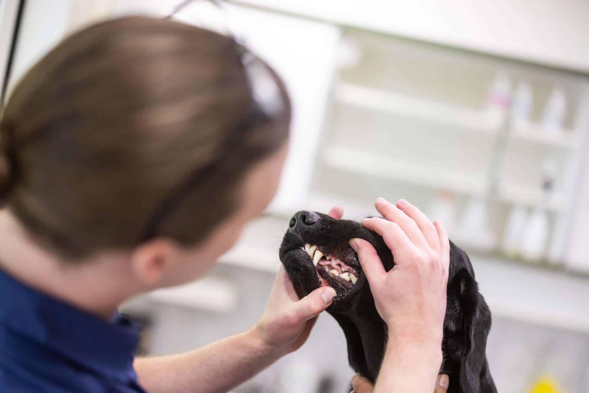 Tandbehandling af hunde på Greve Dyrehospital