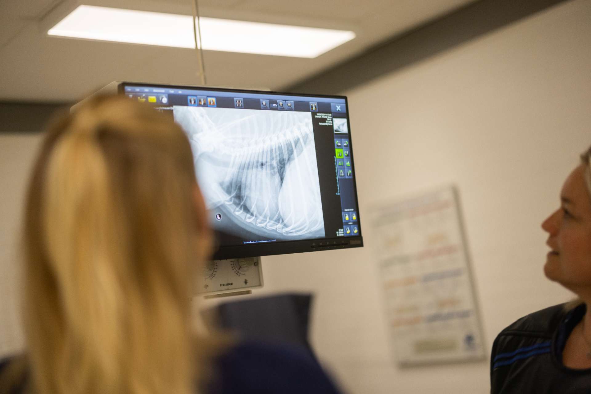 Diagnose og røntgen undersøgelse på dyreklinik