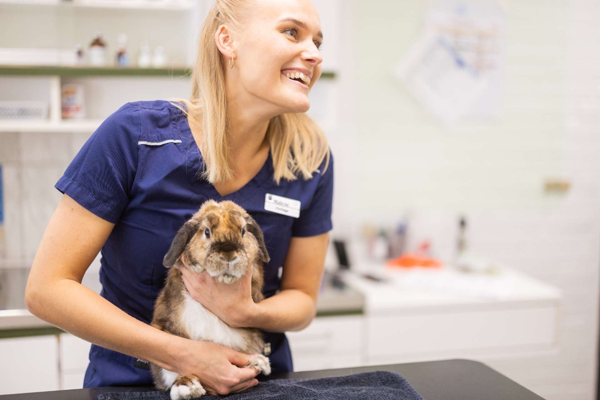 Kanin til behandling på Greve Dyrehospital